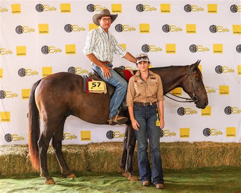 horse sale results 2023